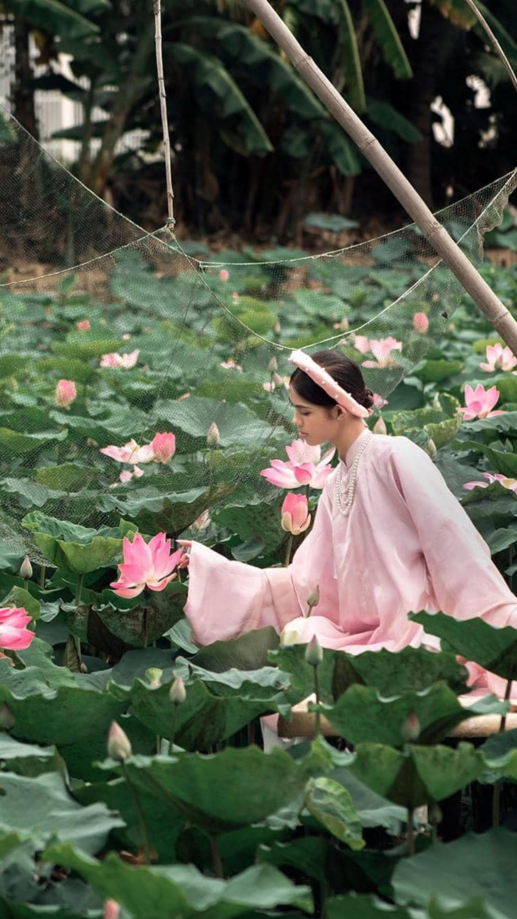 Hồ sen